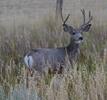 Mule Deer Buck