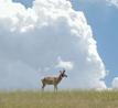 Pronghorn Antelope