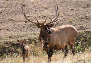 2003-bull-and-cow-elk.jpg (21046 bytes)