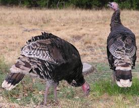 2006-wildturkeys.jpg (15758 bytes)