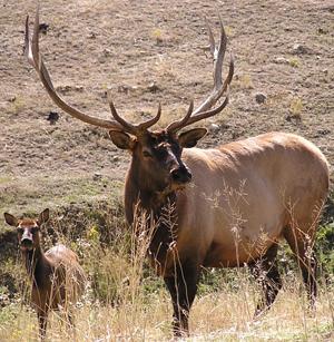 elk-2003-300-01c.jpg (28987 bytes)