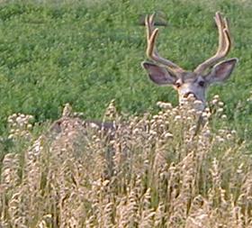 muledeer1.jpg (19259 bytes)