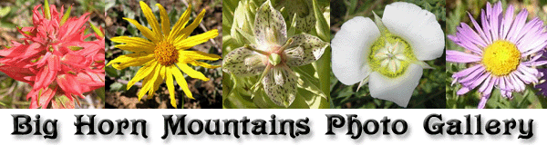 pg-2005wildflowers-hdr.gif (70684 bytes)