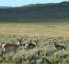 3pronghorn.jpg (64461 bytes)