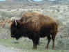 bison1.jpg (56205 bytes)