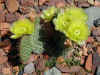 pricklypear.jpg (61800 bytes)