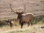 bull-and-cow-elk.jpg (101347 bytes)
