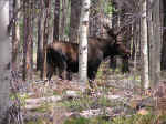 bullmoose-aspens-2006.jpg (98415 bytes)