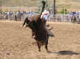 rodeo-jcfr-2005-55.jpg (78295 bytes)