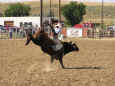 rodeo-jcfr-2005-56.jpg (79866 bytes)