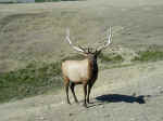 bull-elk-2001.jpg (56901 bytes)