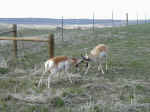 sparring-pronghorns.jpg (56749 bytes)